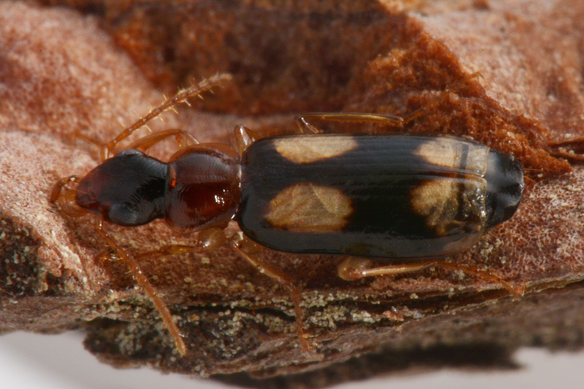 Carabidae: Dromius quadrimaculatus?  S !